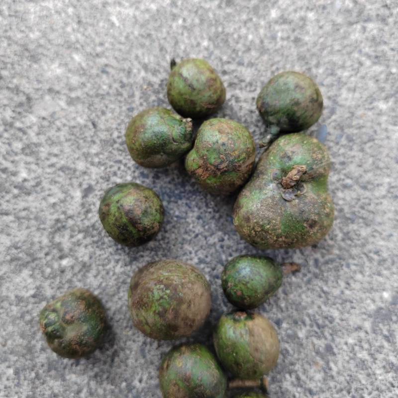 茶叶籽云南产地直供，，货量充足，全国无死角代收代卖，