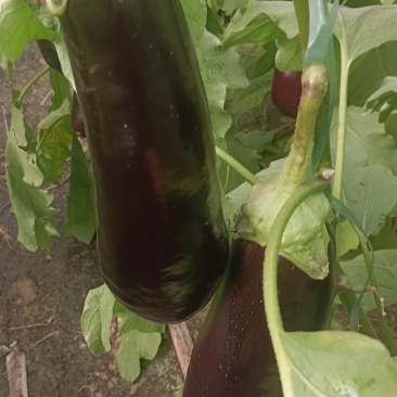 万亩精品优质大棚茄子大量上市实力代办代发全国