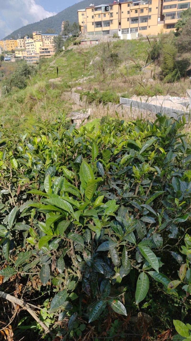 茶叶籽云南产地直供，，货量充足，全国无死角代收代卖，
