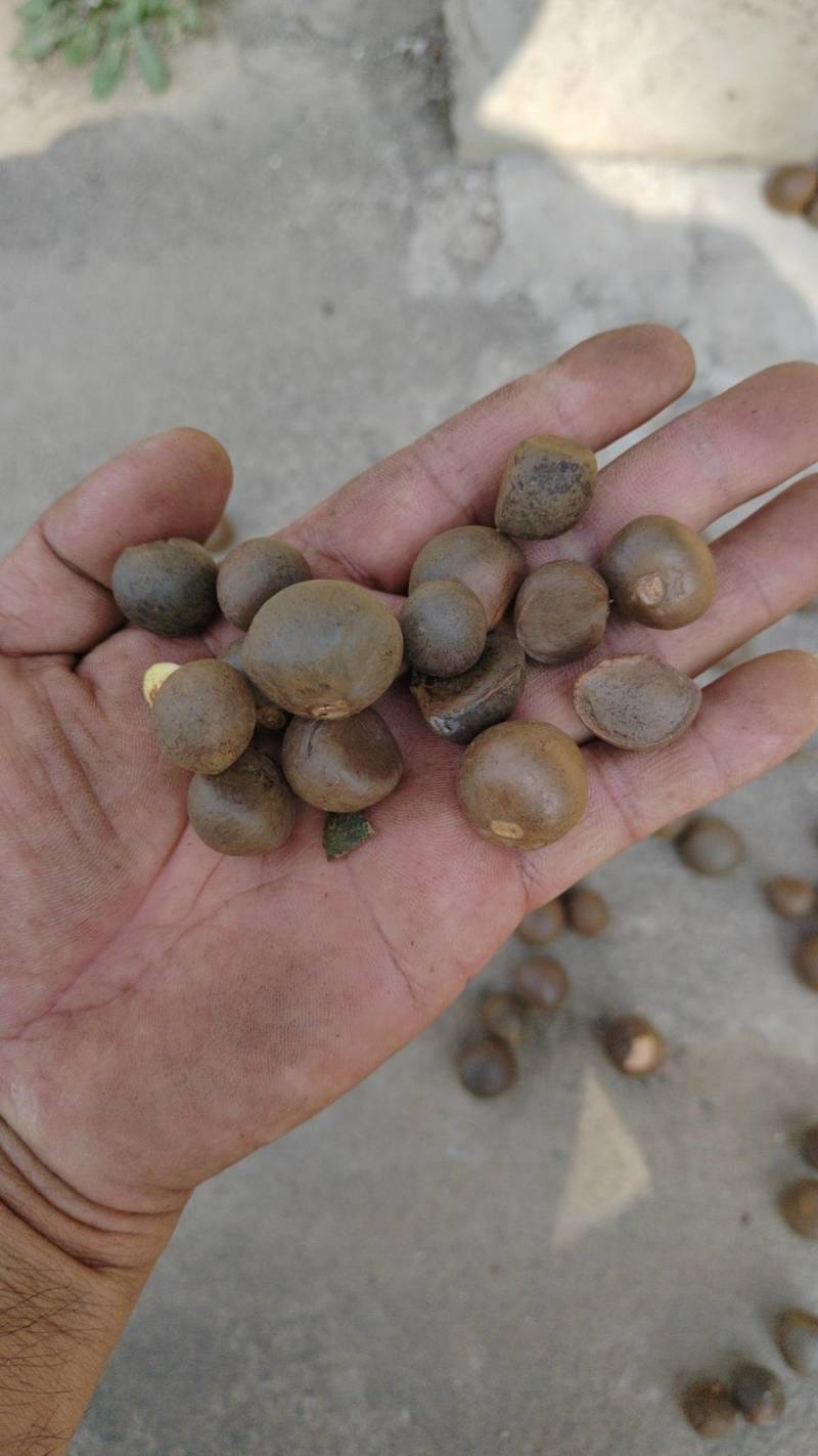 茶叶籽云南产地直供，，货量充足，全国无死角代收代卖，