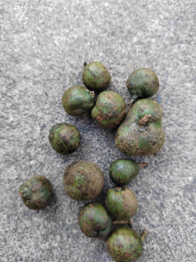 茶叶籽云南产地直供，，货量充足，全国无死角代收代卖，