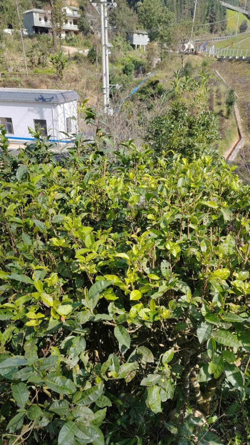 茶叶籽云南产地直供，，货量充足，全国无死角代收代卖，