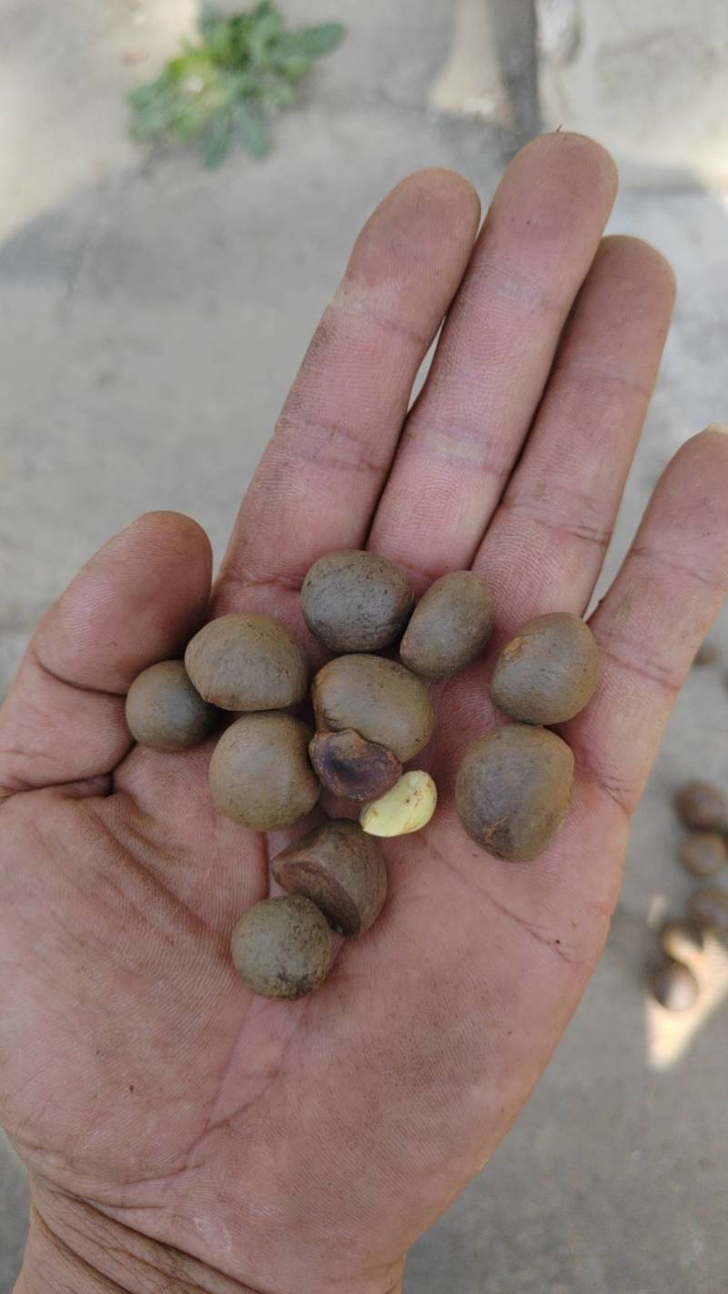 茶叶籽云南产地直供，，货量充足，全国无死角代收代卖，