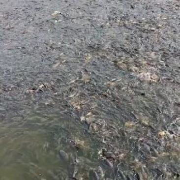鲫鱼，黄金鲫鱼，自养自销，皮毛好，价格便宜，包成活。