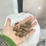 诸暨农家香榧现炒货2023