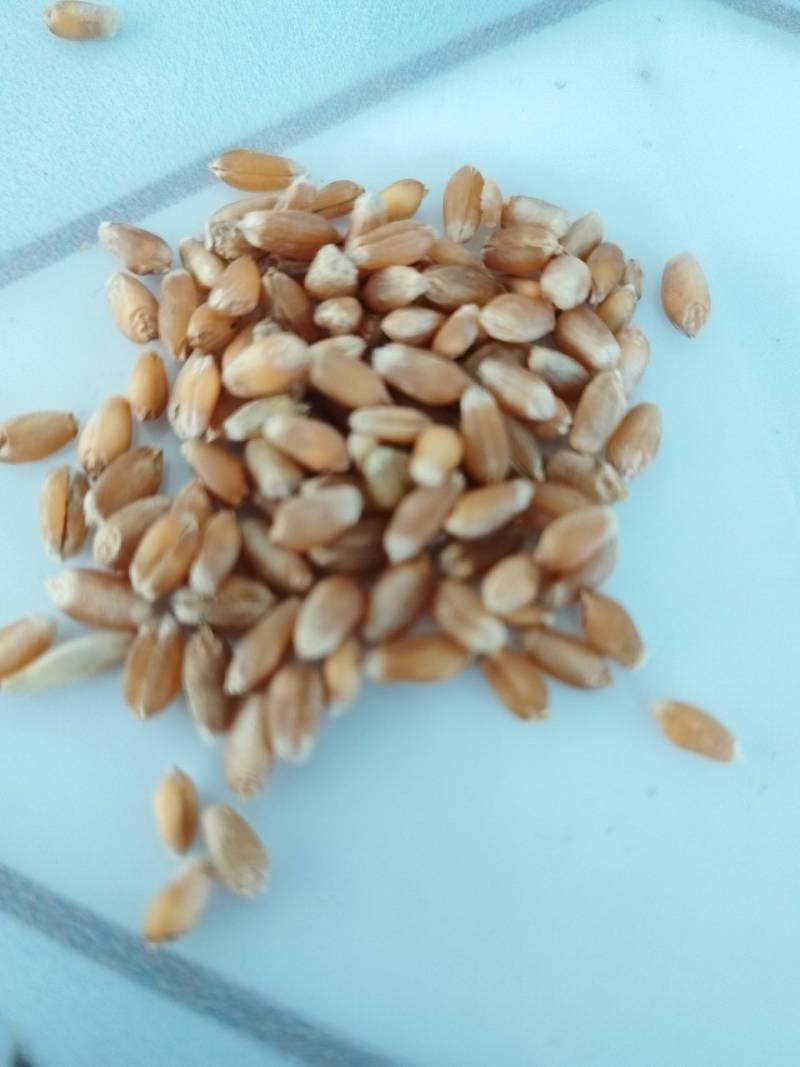 龙麦35优质小麦，水分12.5%以下