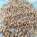 龙麦35优质小麦，水分12.5%以下
