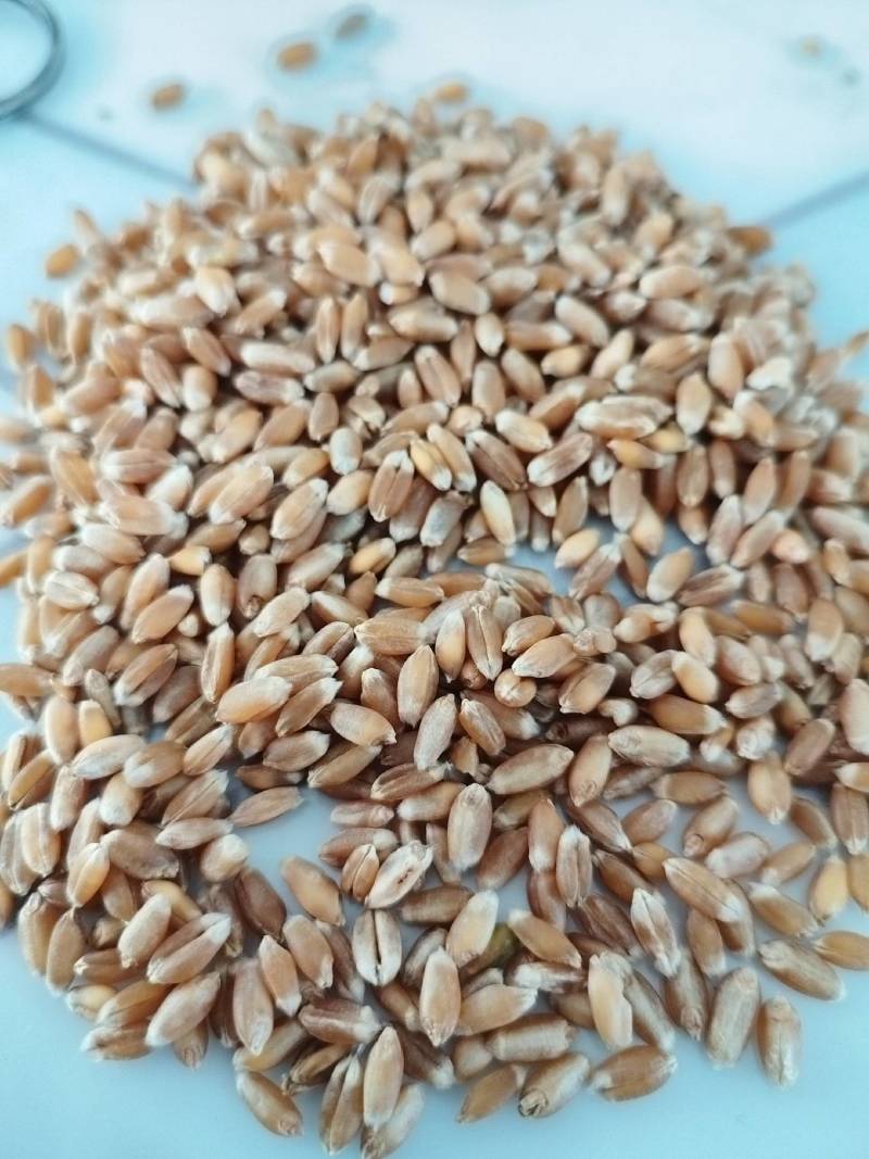 龙麦35优质小麦，水分12.5%以下
