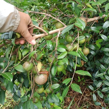 山茶油，茶麸