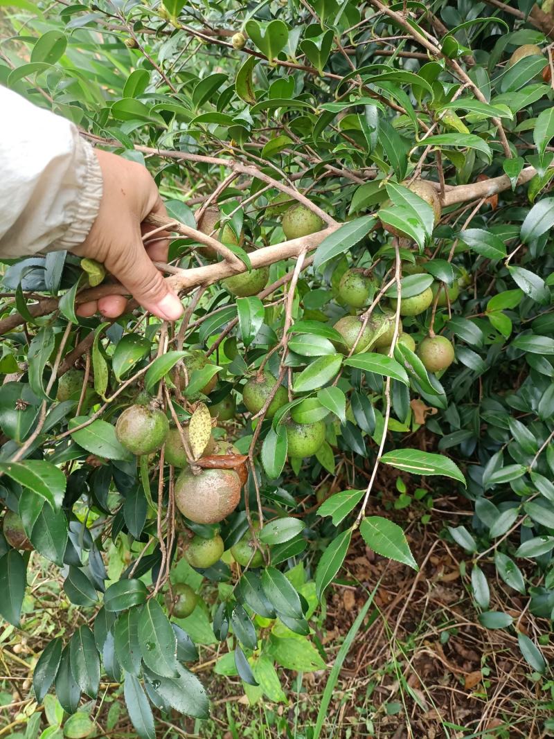 山茶油，茶麸