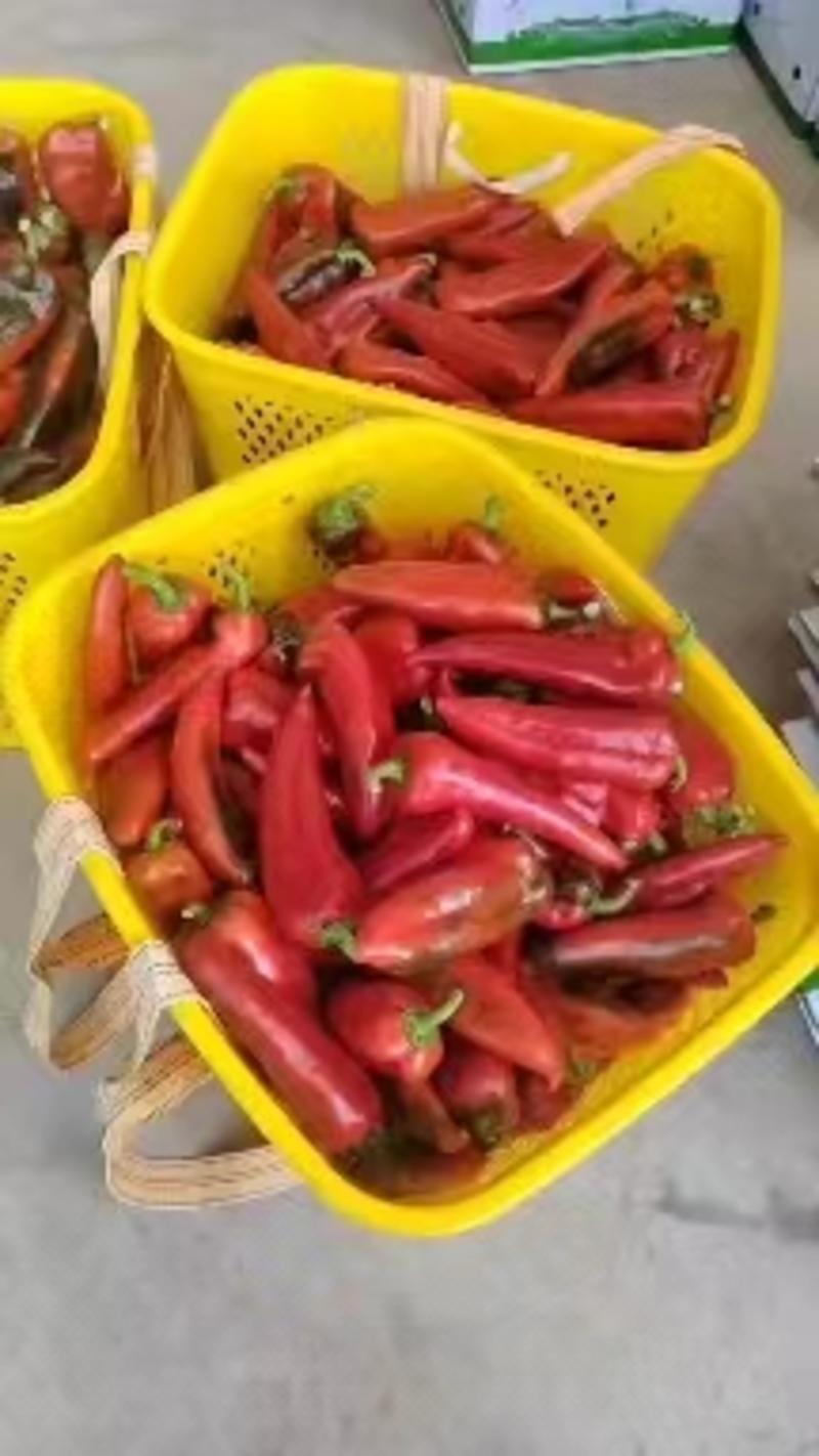 【红椒】尖红椒四川尖红椒大量有货一手货源来电更优惠