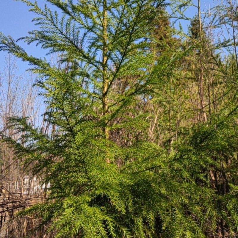 柳杉树苗基地直销价格合理树形优美欢迎选购。