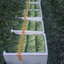 广东菜心青菜货源充足，产地直发，诚信经营，欢迎客商来电