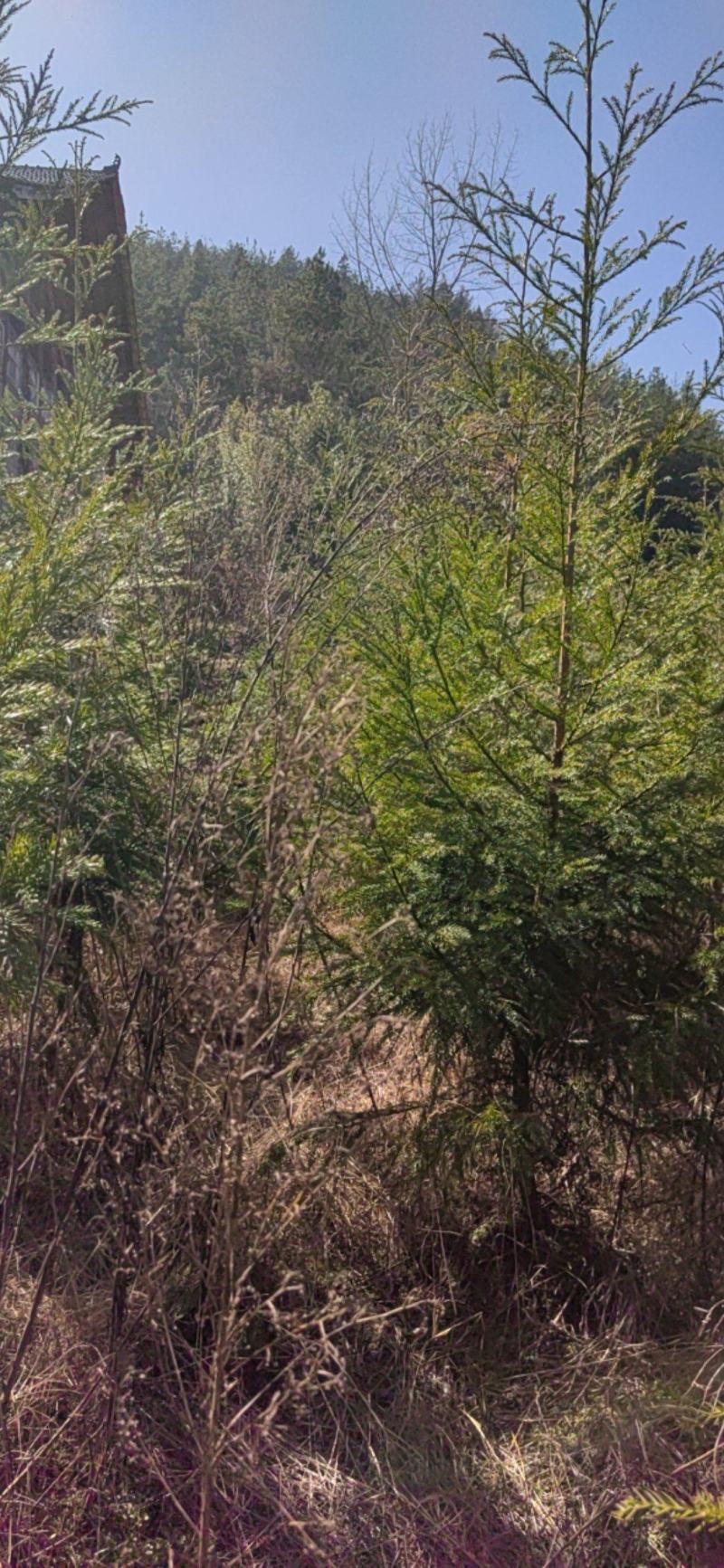 柳杉树苗基地直销价格合理树形优美欢迎选购。