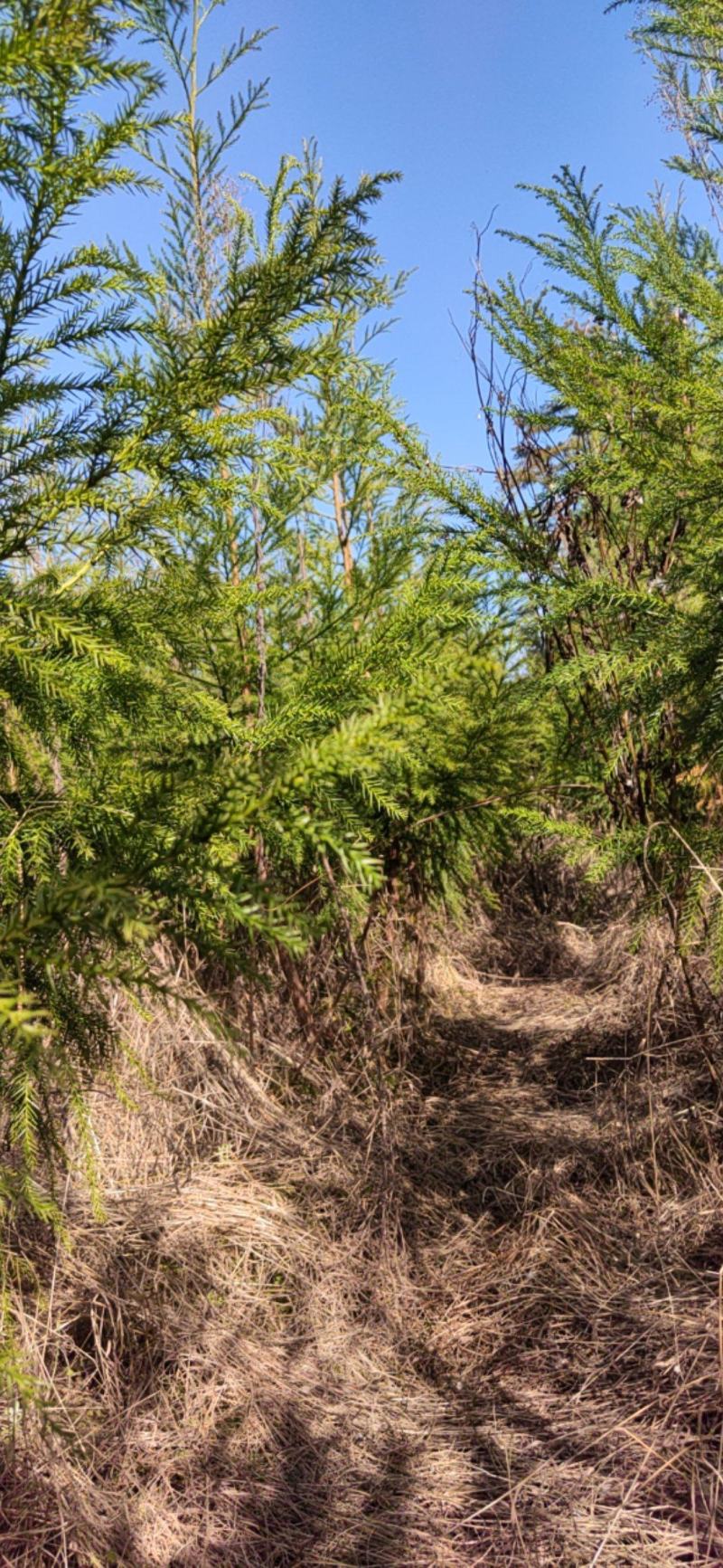 柳杉树苗基地直销价格合理树形优美欢迎选购。