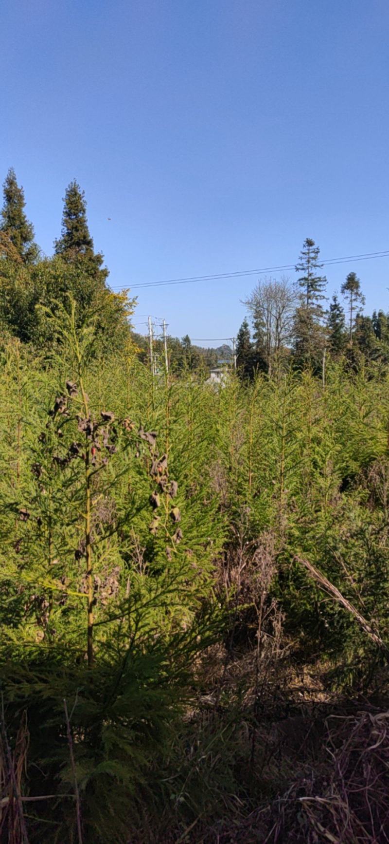 柳杉树苗基地直销价格合理树形优美欢迎选购。