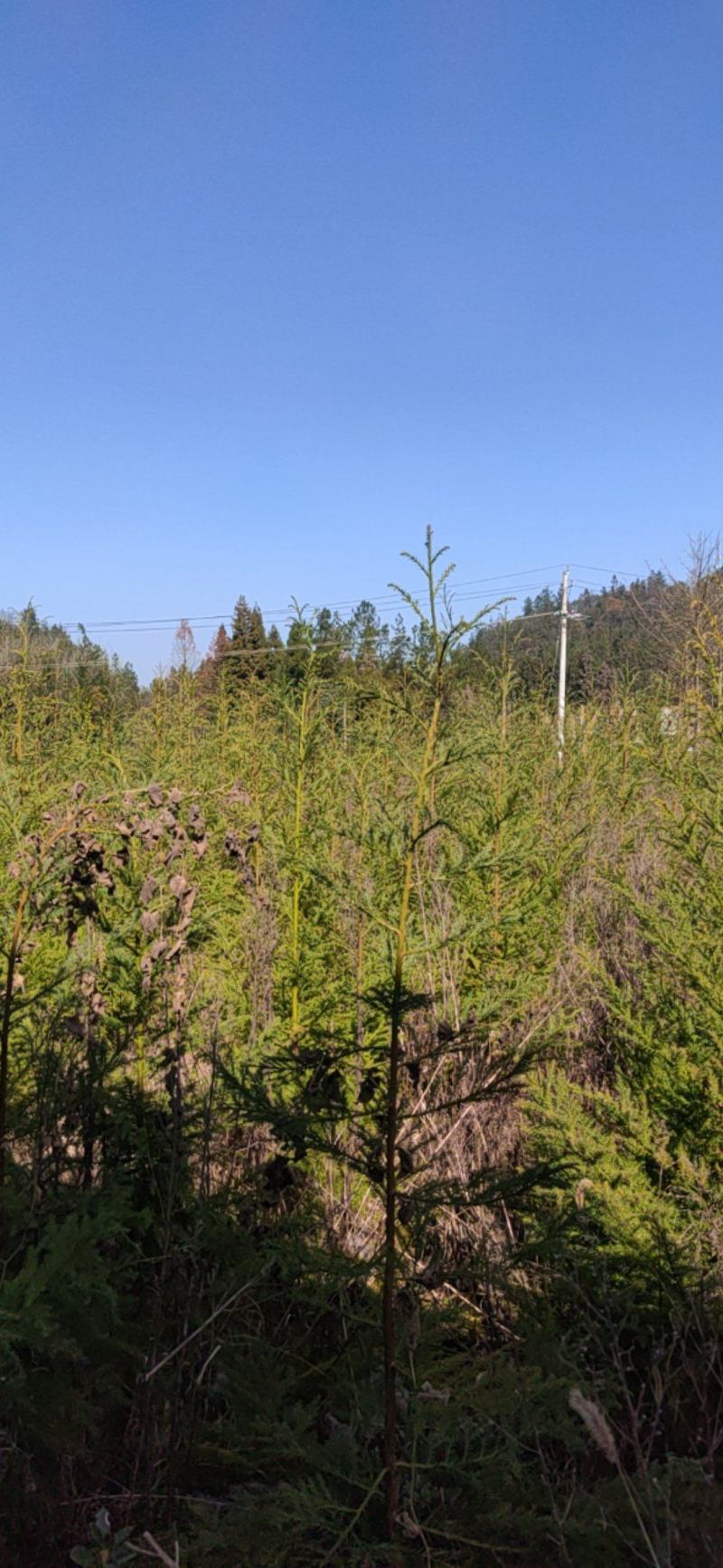 柳杉树苗基地直销价格合理树形优美欢迎选购。