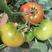 草莓柿子苗铁皮柿子苗草莓番茄苗，草莓柿子种子草莓番茄种子
