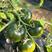 草莓柿子苗铁皮柿子苗草莓番茄苗，露天保护地大棚铁皮柿子苗