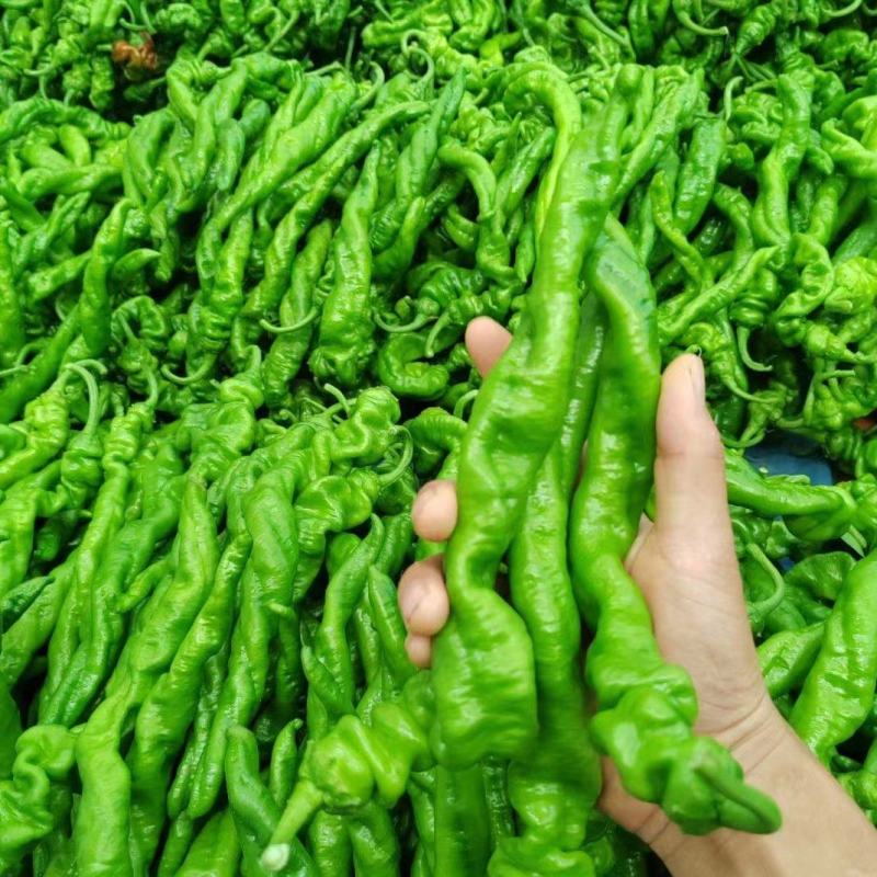 精品新苗辣椒、中陇椒、陇椒、螺丝椒、大量供应中