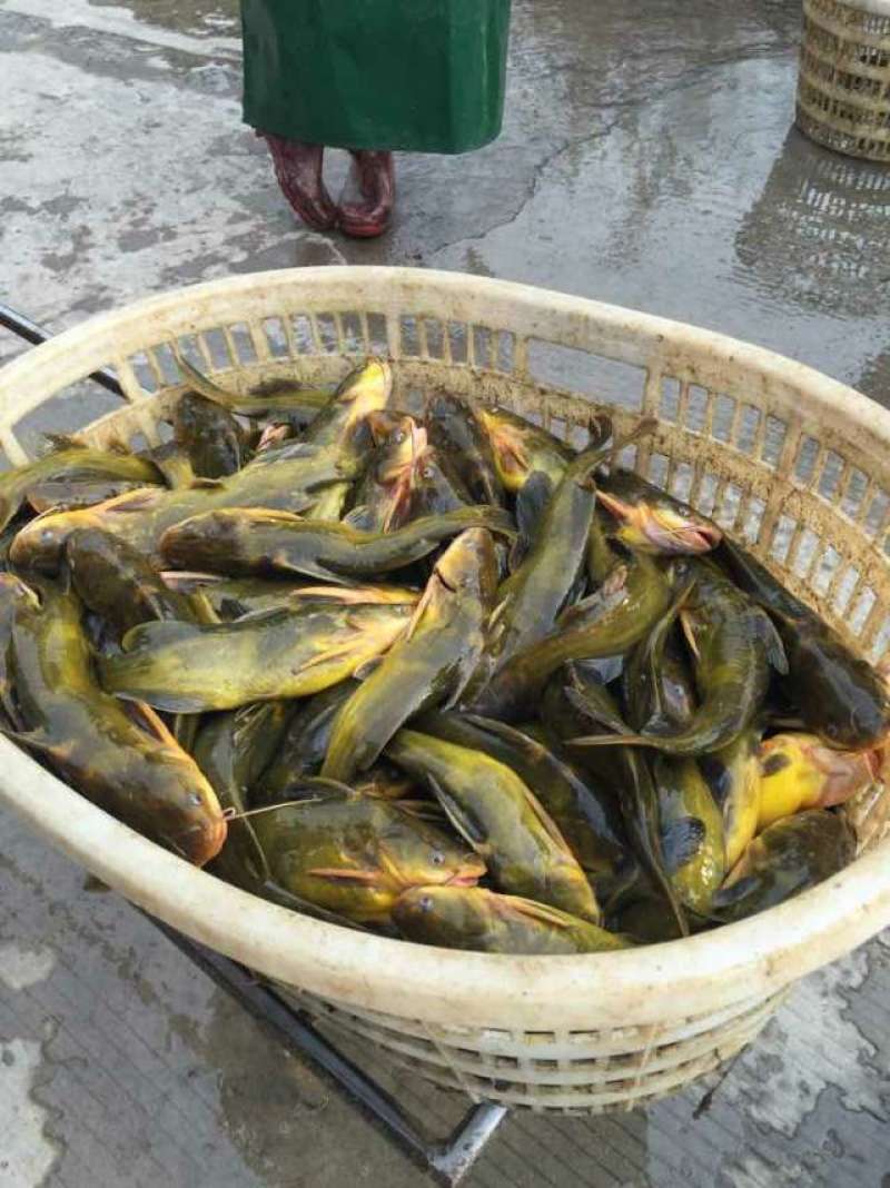 【狂飙】黄骨鱼苗批发，基地直供送货上门。