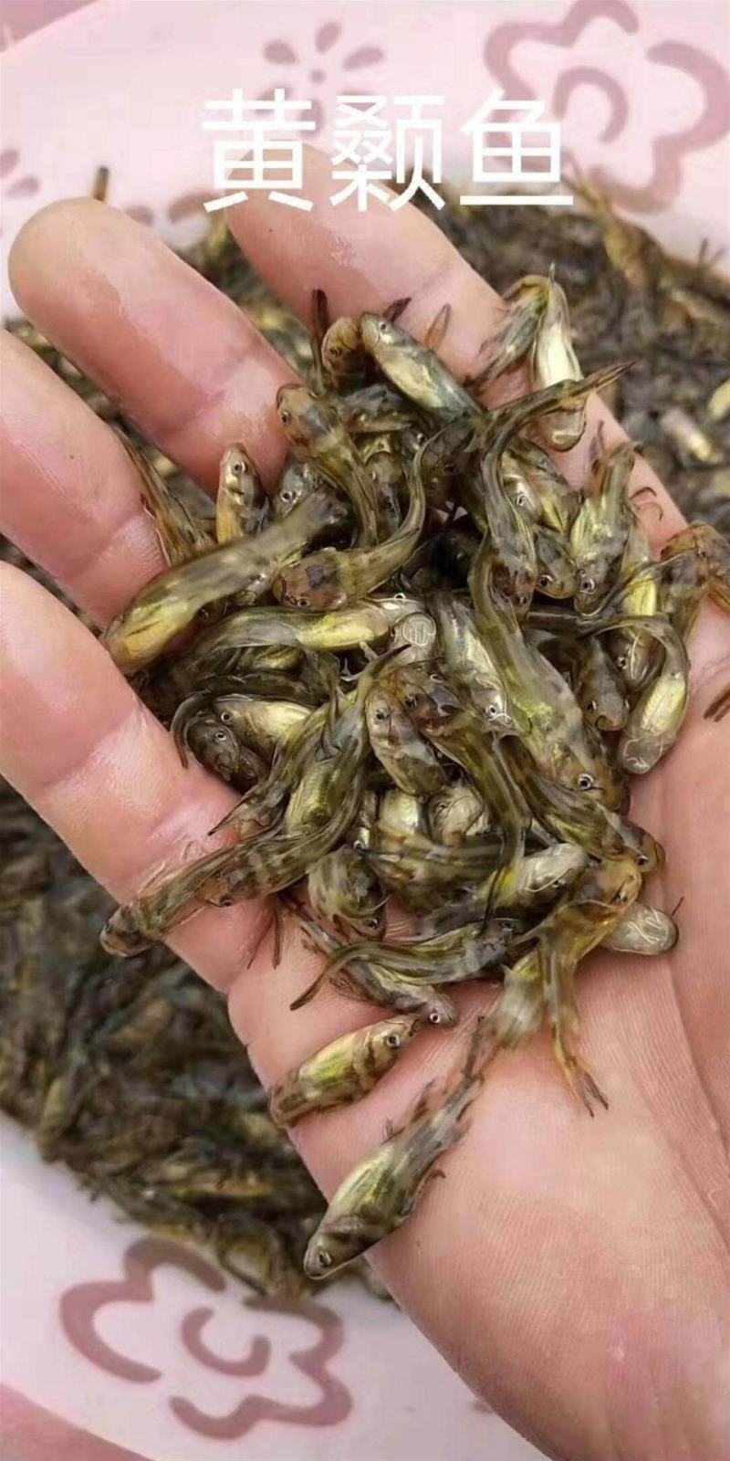【狂飙】黄骨鱼苗批发，基地直供送货上门。