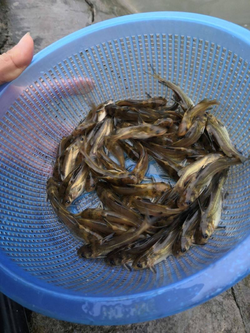 【狂飙】黄骨鱼苗批发，基地直供送货上门。