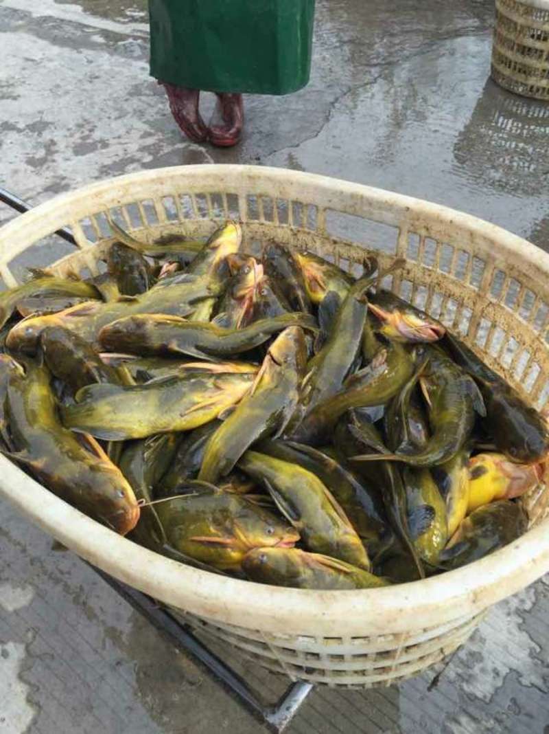 【热】黄骨鱼苗批发渔场发货，全国各地免费送货上门。