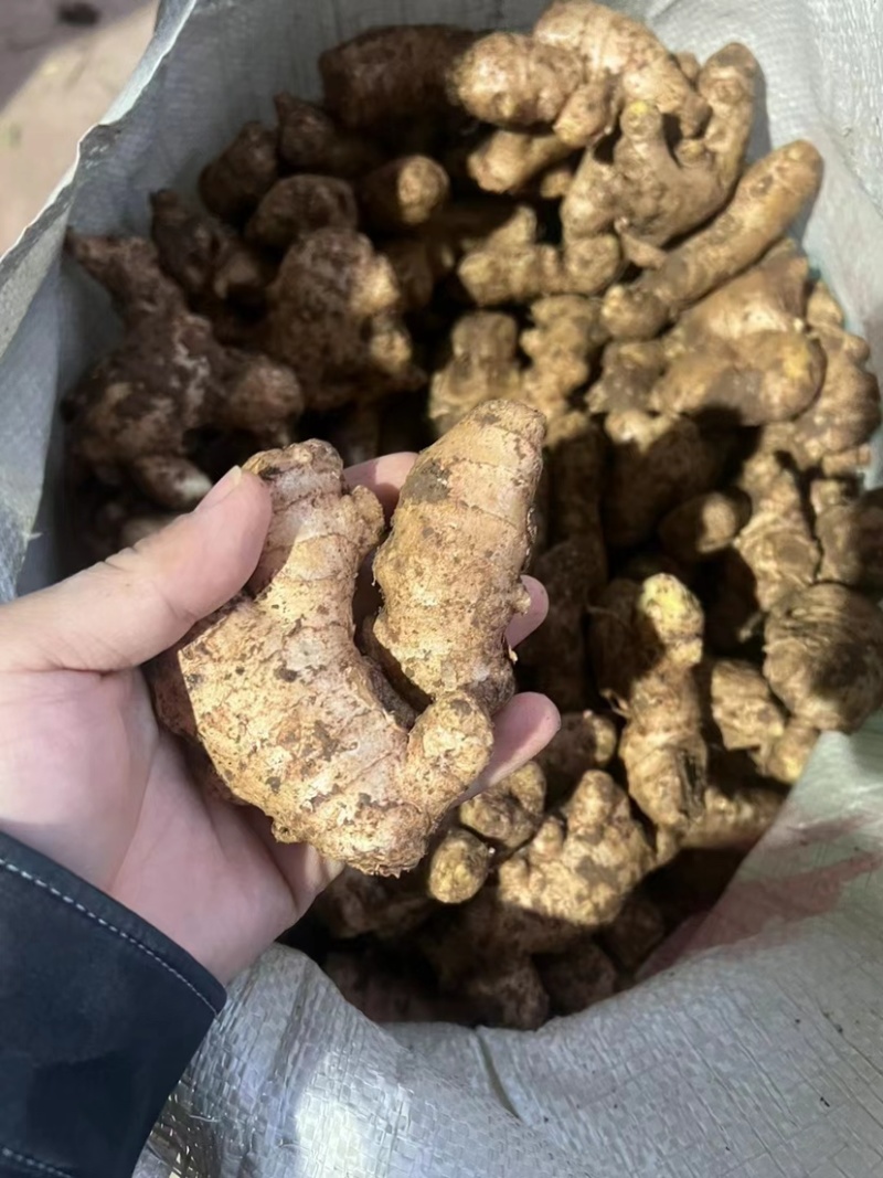 过筛姜母电商批发药厂加工厂一手货源价格低一条龙服务