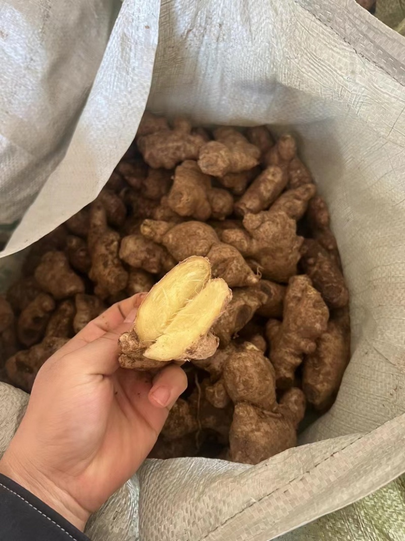 过筛姜母电商批发药厂加工厂一手货源价格低一条龙服务