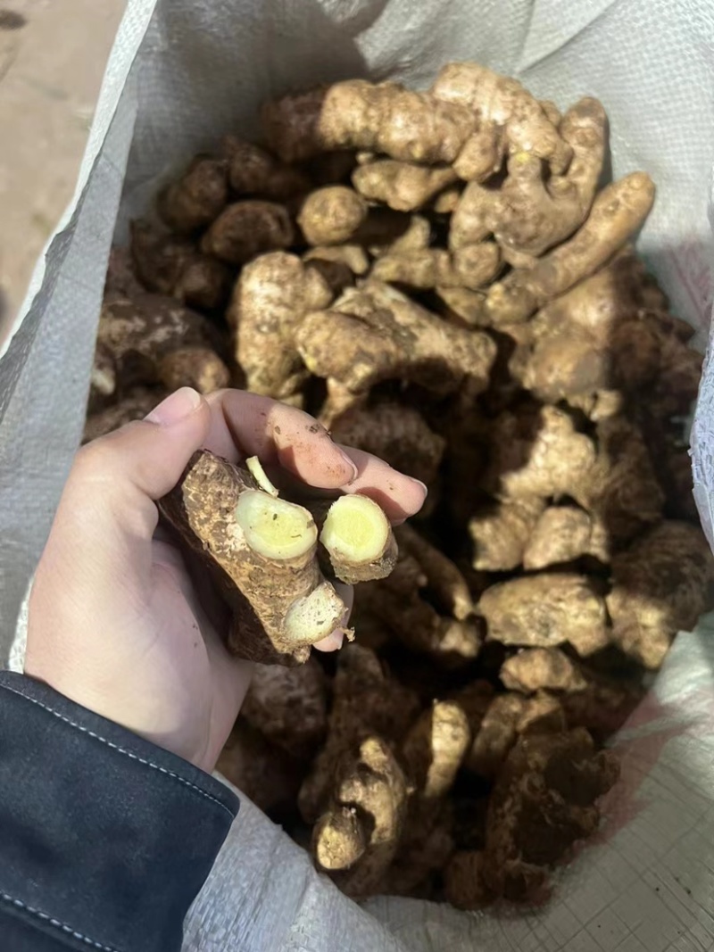 过筛姜母电商批发药厂加工厂一手货源价格低一条龙服务