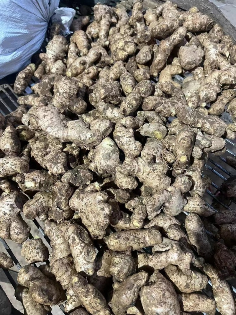 过筛姜母电商批发药厂加工厂一手货源价格低一条龙服务