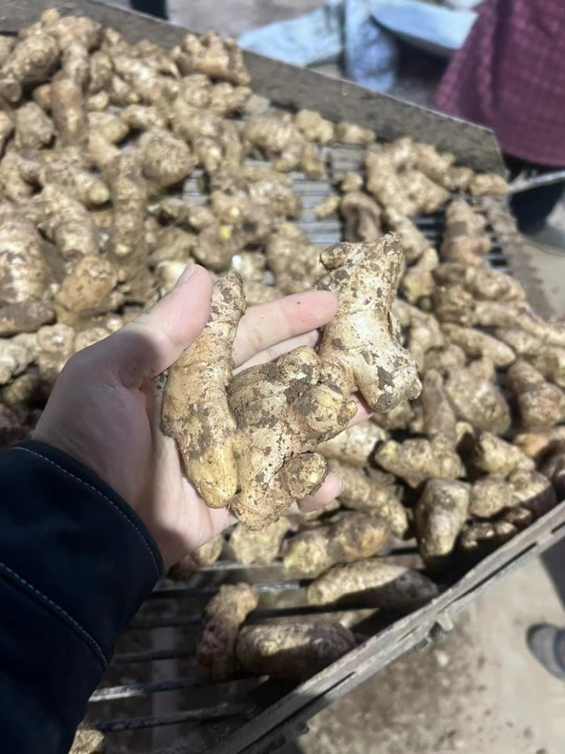 过筛姜母电商批发药厂加工厂一手货源价格低一条龙服务