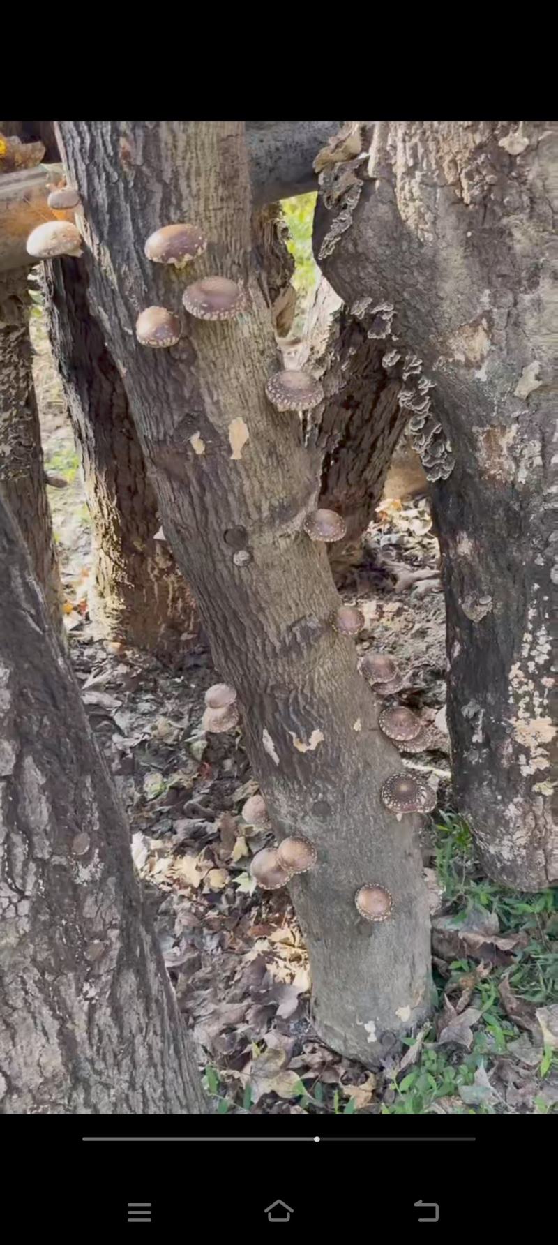 新鲜野生香菇