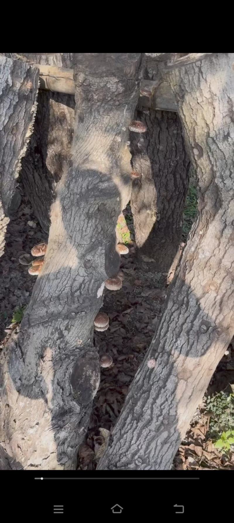 新鲜野生香菇