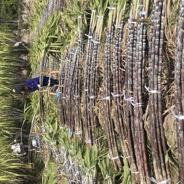 甘蔗自家种植还有50亩上车价一捆50斤以上