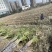 甘蔗自家种植还有50亩上车价一捆50斤以上