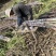 甘蔗自家种植还有50亩上车价一捆50斤以上