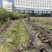 甘蔗自家种植还有50亩上车价一捆50斤以上
