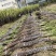 甘蔗自家种植还有50亩上车价一捆50斤以上