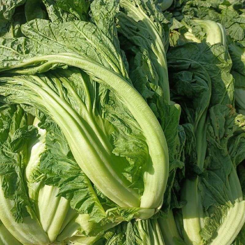 青菜