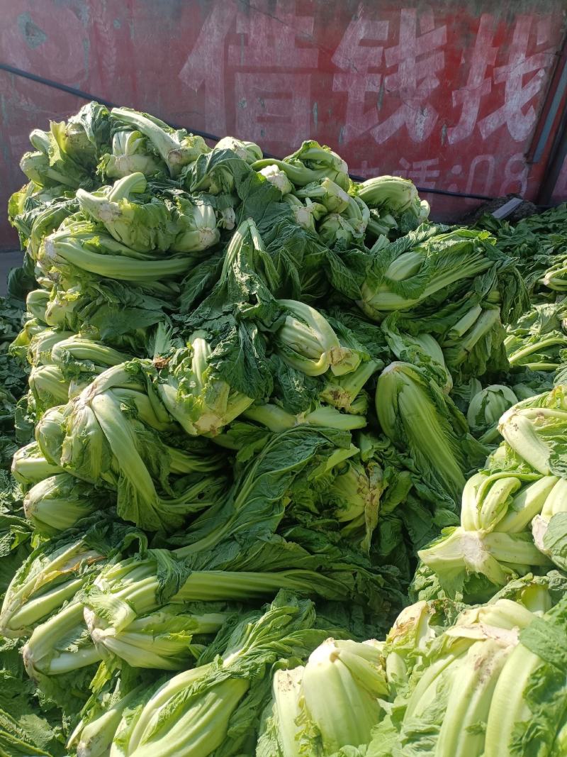 青菜