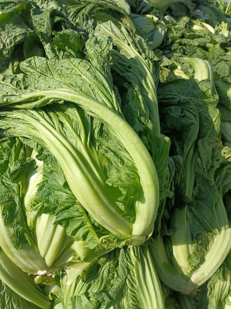 青菜
