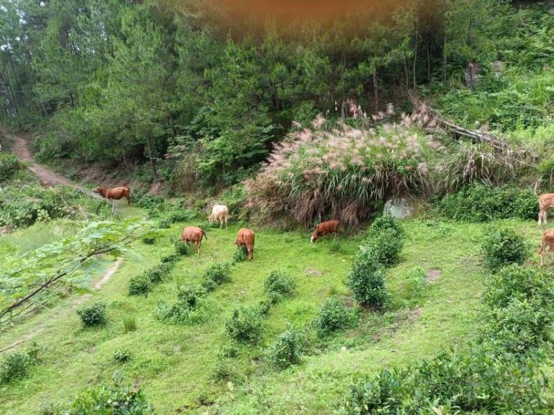 黄牛肉价格齐全货源充足量大从优欢迎老板前来咨询