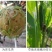 河北威远靓箭25%甲氧·茚虫威水稻二化螟悬浮剂杀虫剂