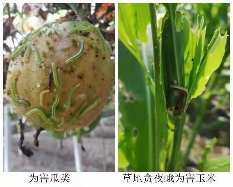河北威远靓箭25%甲氧·茚虫威水稻二化螟悬浮剂杀虫剂