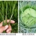 河北威远靓箭25%甲氧·茚虫威水稻二化螟悬浮剂杀虫剂