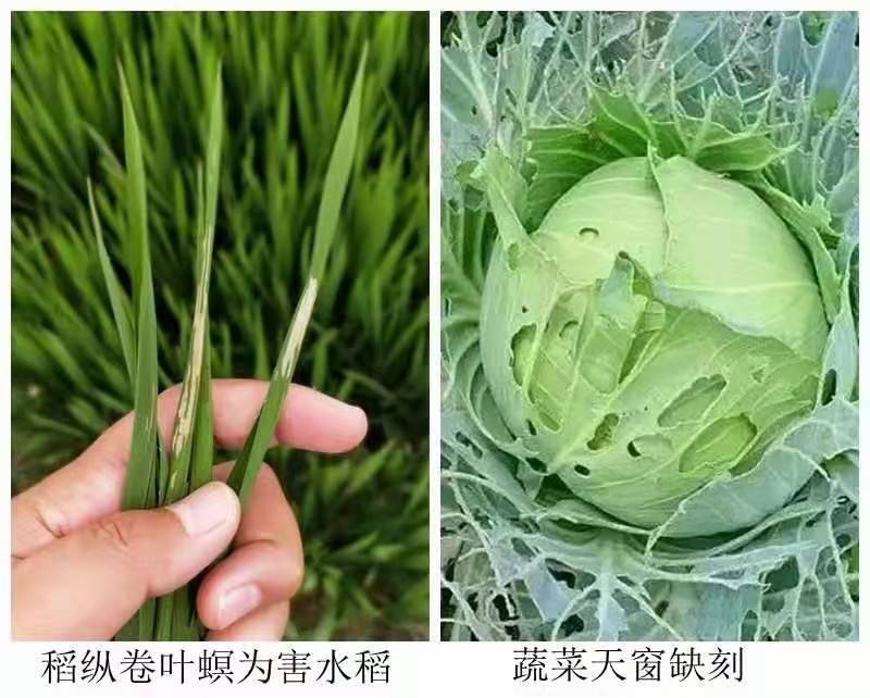 河北威远靓箭25%甲氧·茚虫威水稻二化螟悬浮剂杀虫剂