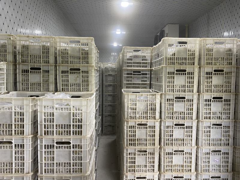 广西红阳红心猕猴桃产地直供价格美丽欢迎电话咨询与合作