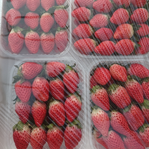 【推荐】山东平度甜宝草莓，产地直发，质量保证欢迎选购